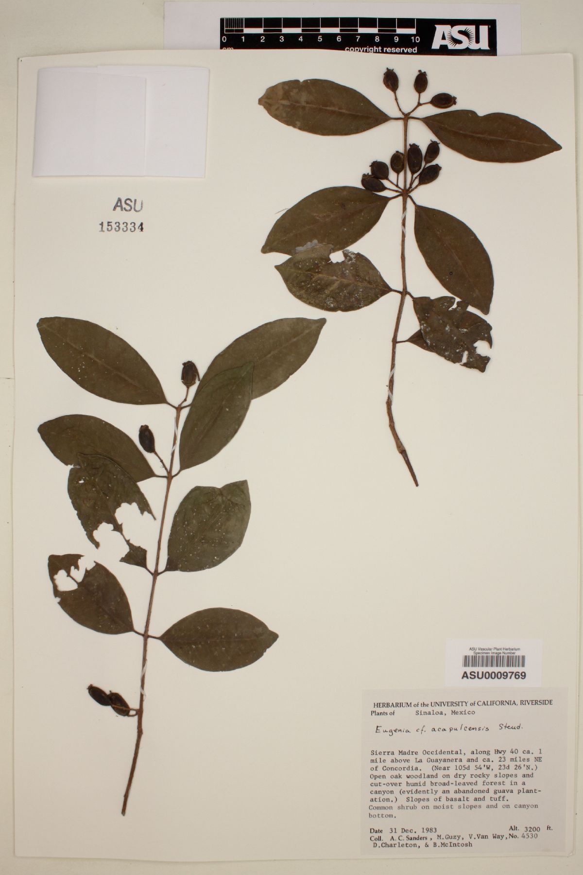 Eugenia acapulcensis image