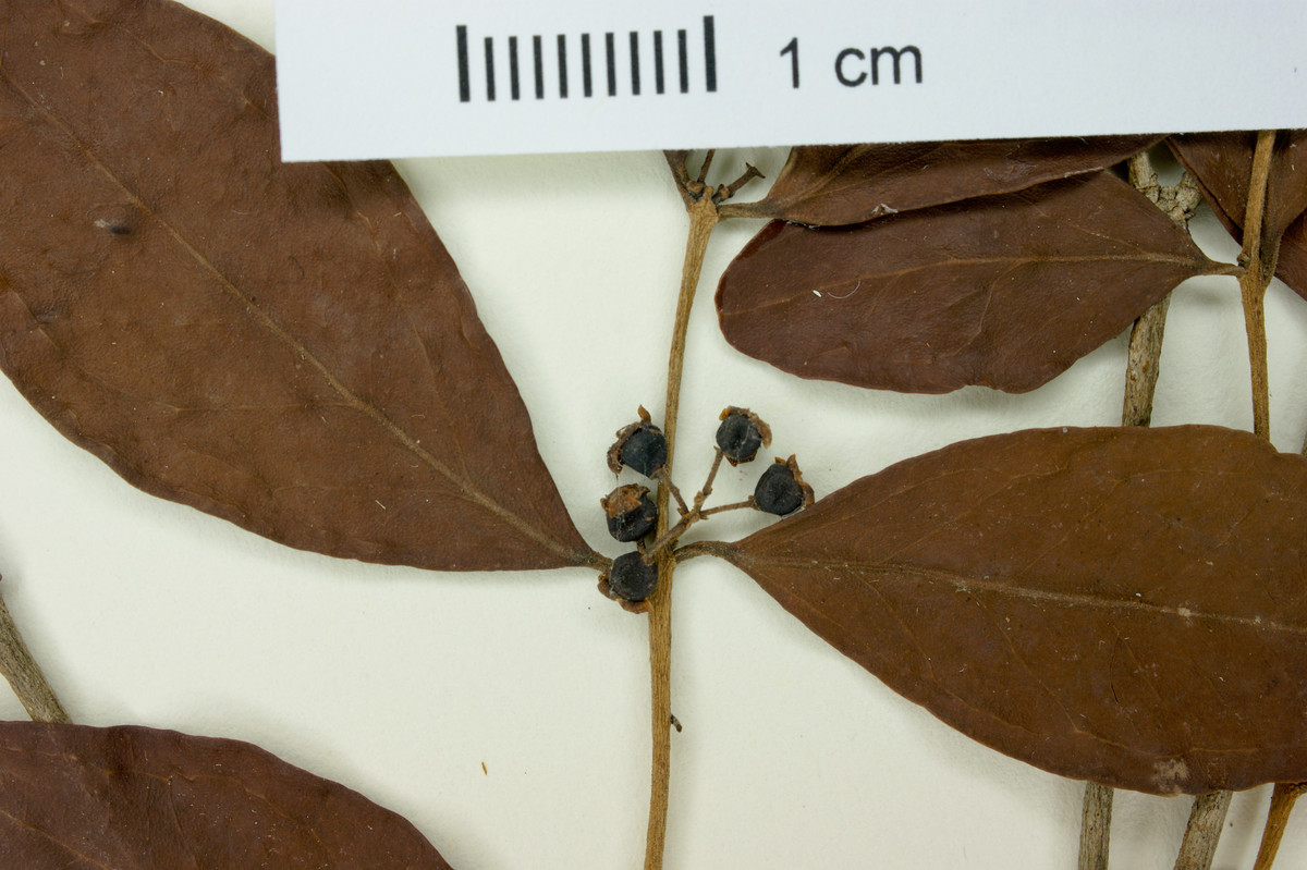 Eugenia aceitillo image
