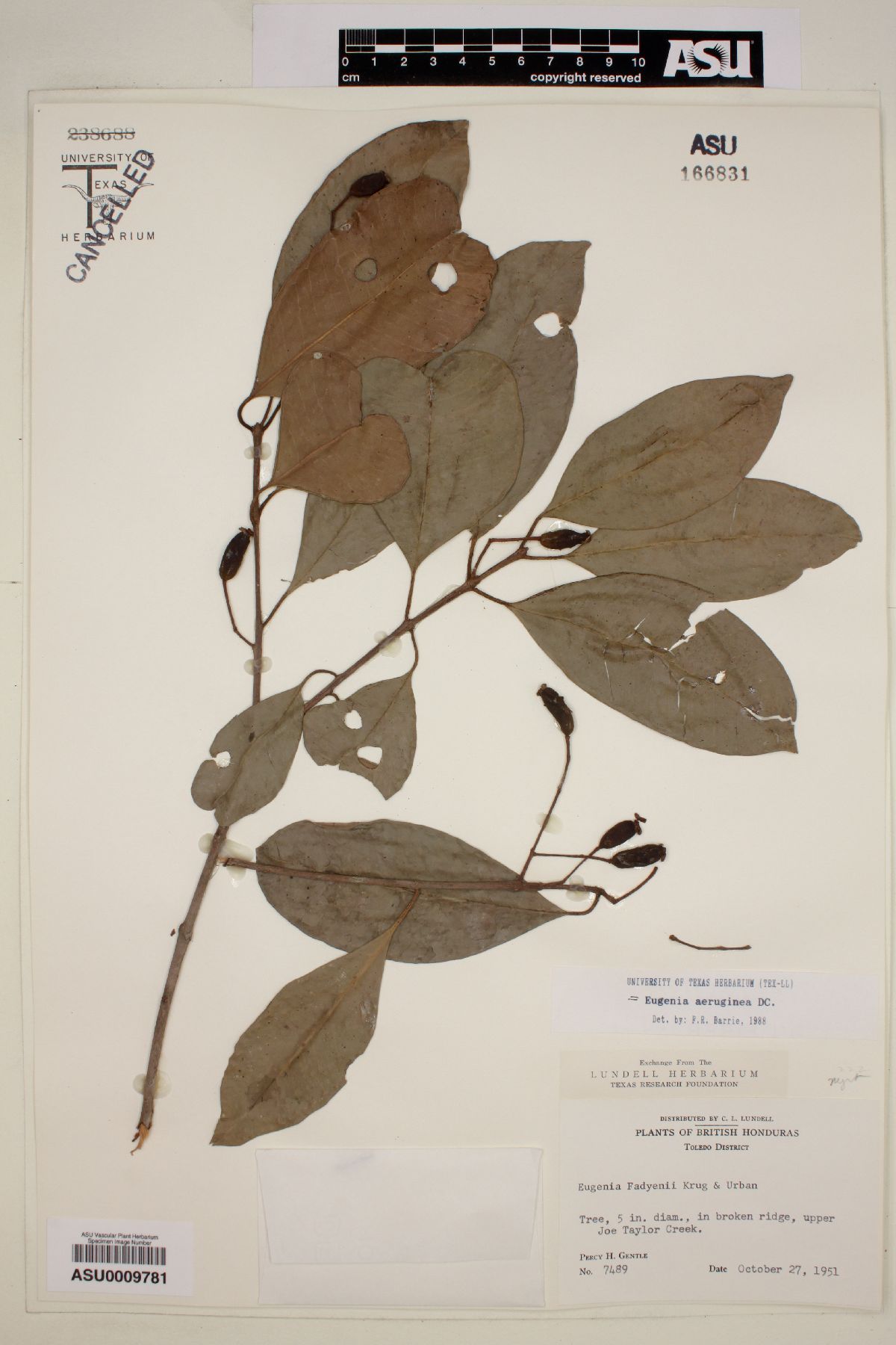 Eugenia domingensis image