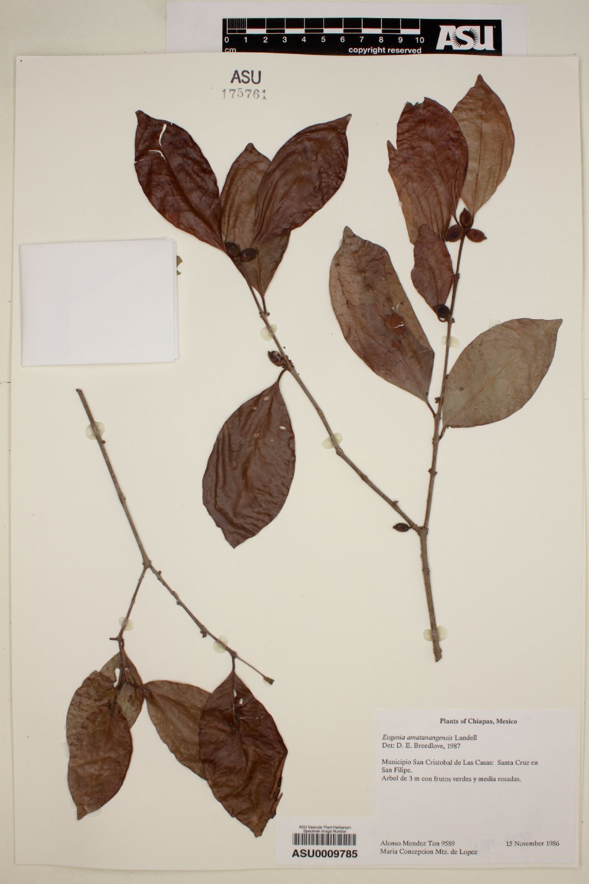 Eugenia amatenangensis image