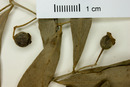 Eugenia avicenniae image