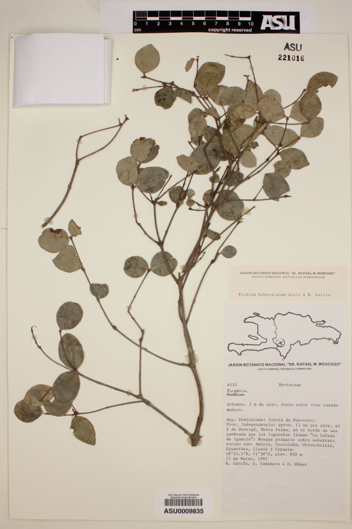 Eugenia bahorucana image