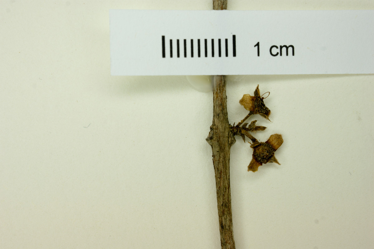 Eugenia biflora image