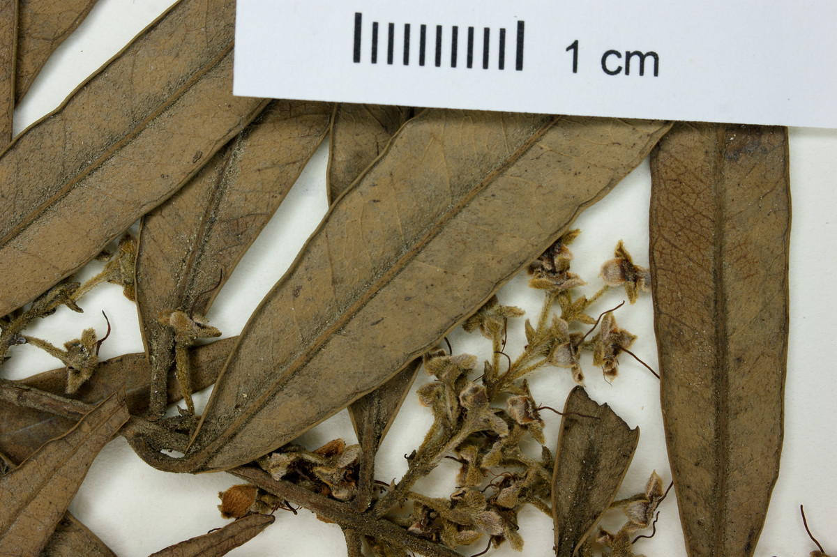 Eugenia biflora image