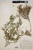 Eugenia biflora image