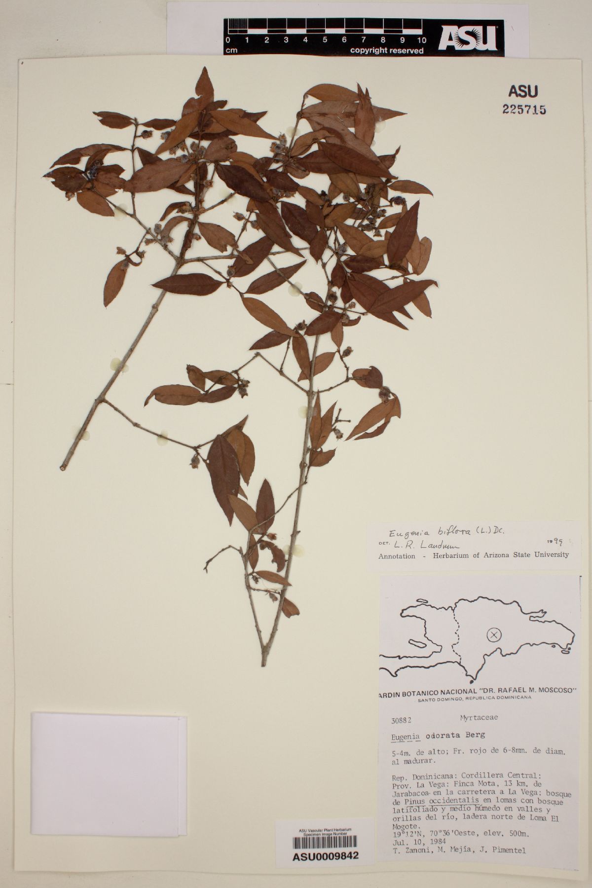 Eugenia biflora image