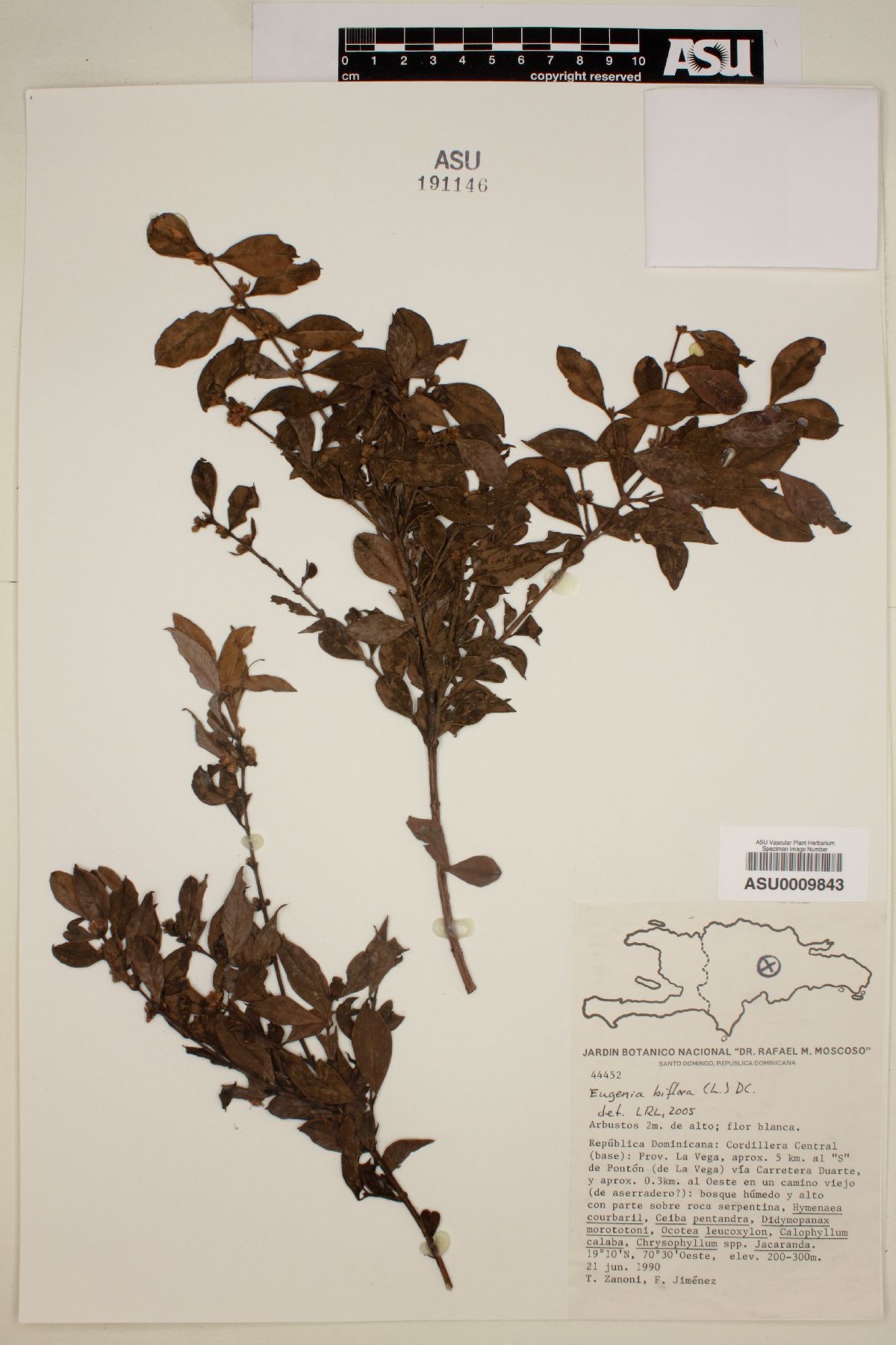 Eugenia biflora image