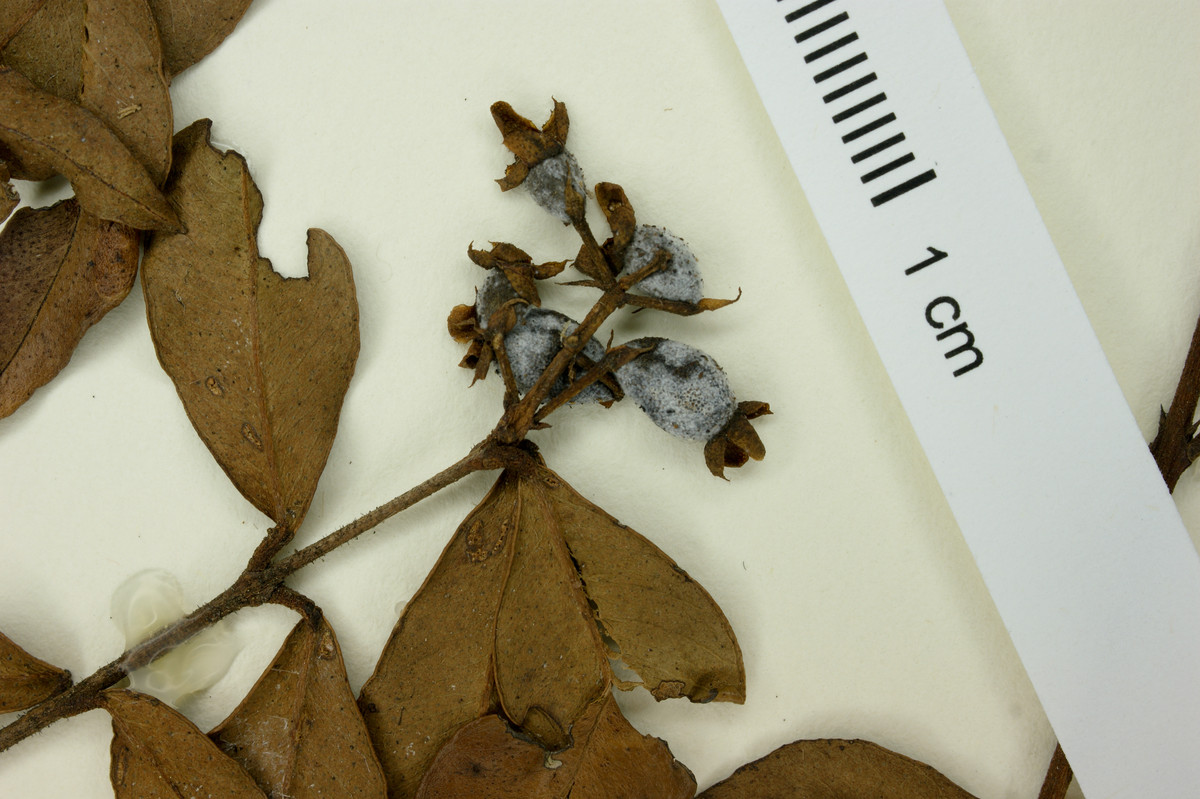Eugenia biflora image