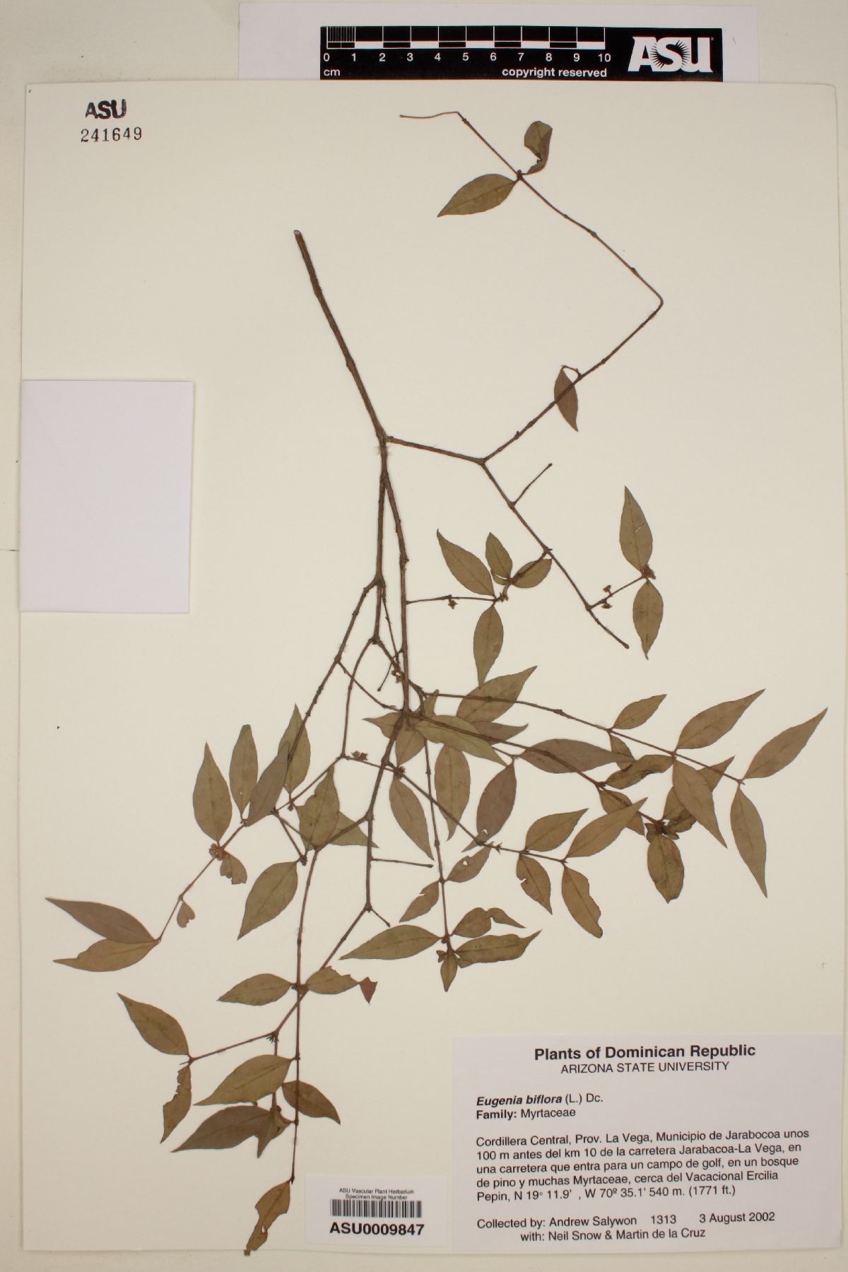 Eugenia biflora image
