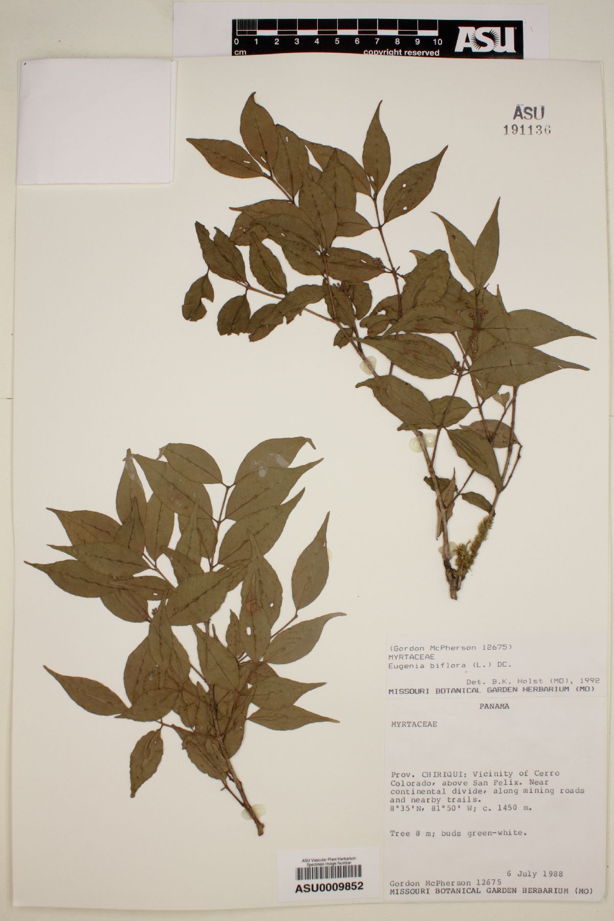 Eugenia biflora image