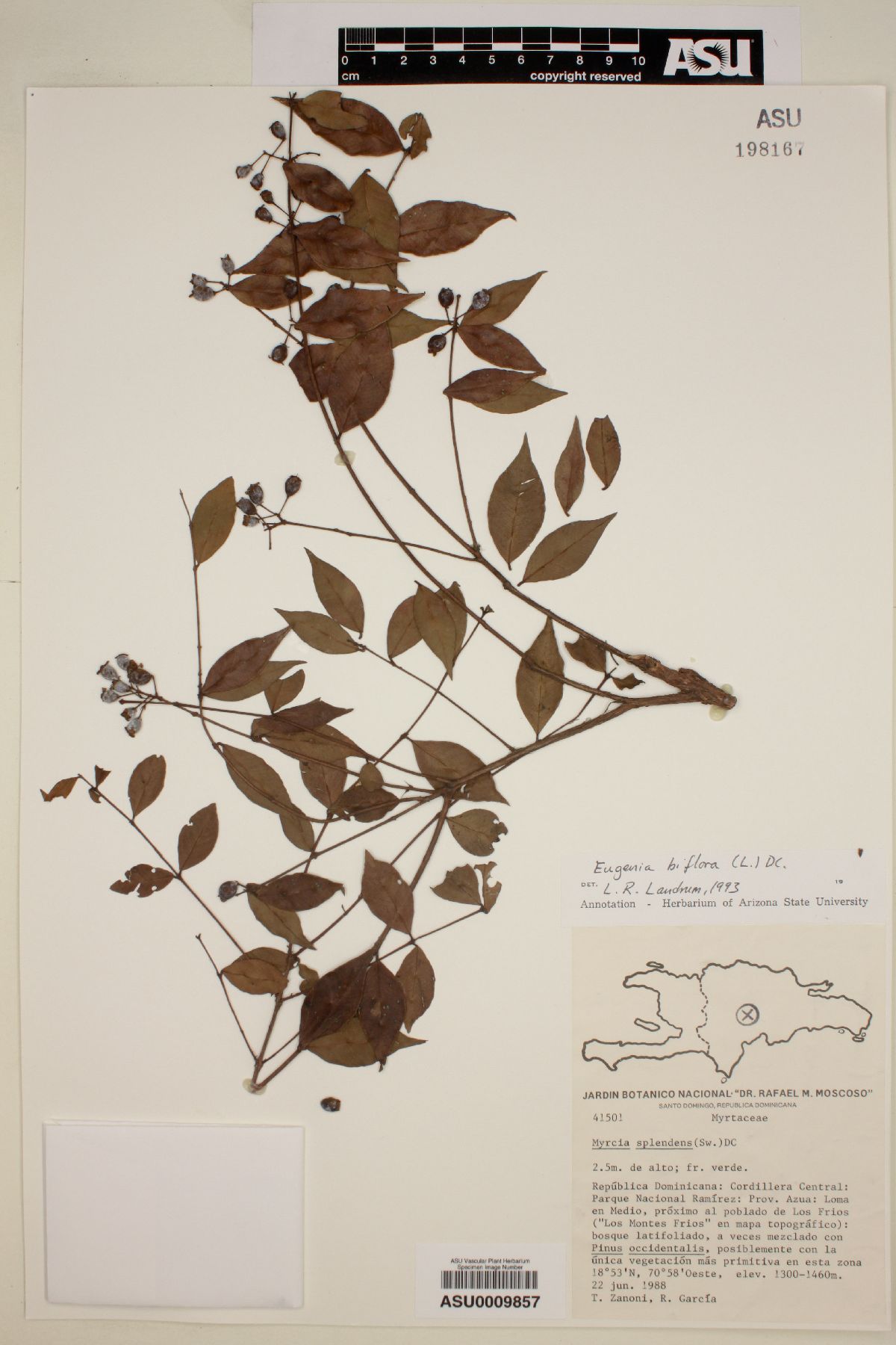 Eugenia biflora image