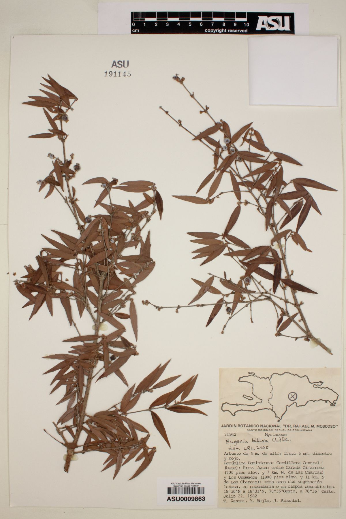 Eugenia biflora image