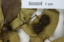 Eugenia bumelioides image