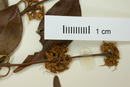 Eugenia bumelioides image