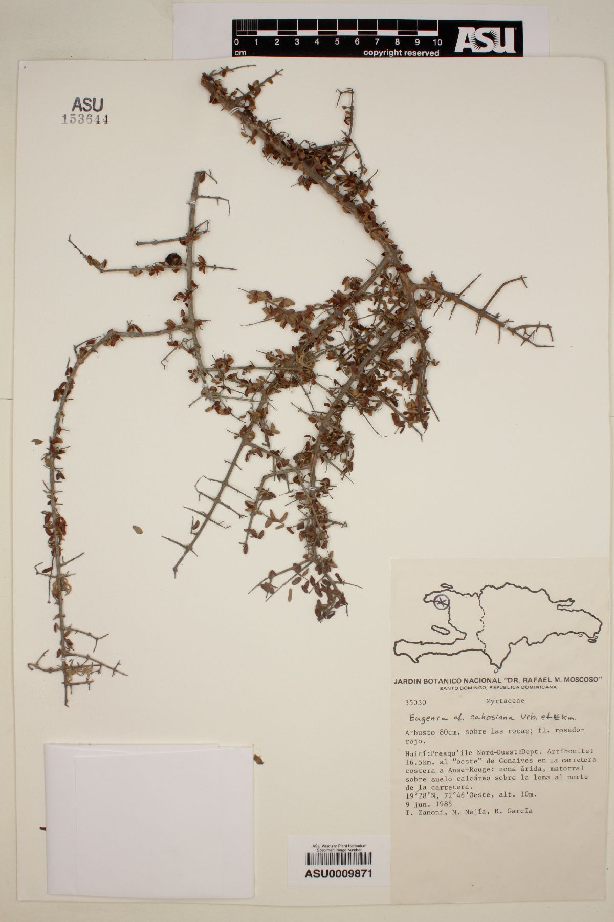 Eugenia cahosiana image