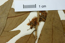 Eugenia cantuana image
