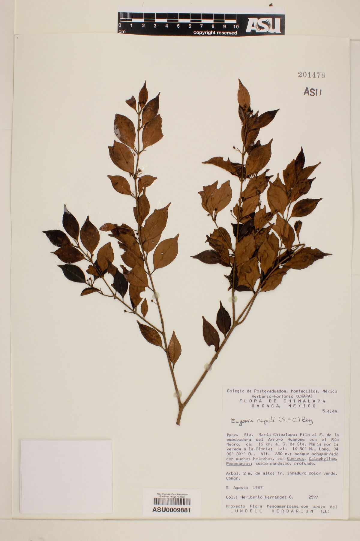 Eugenia capuli image