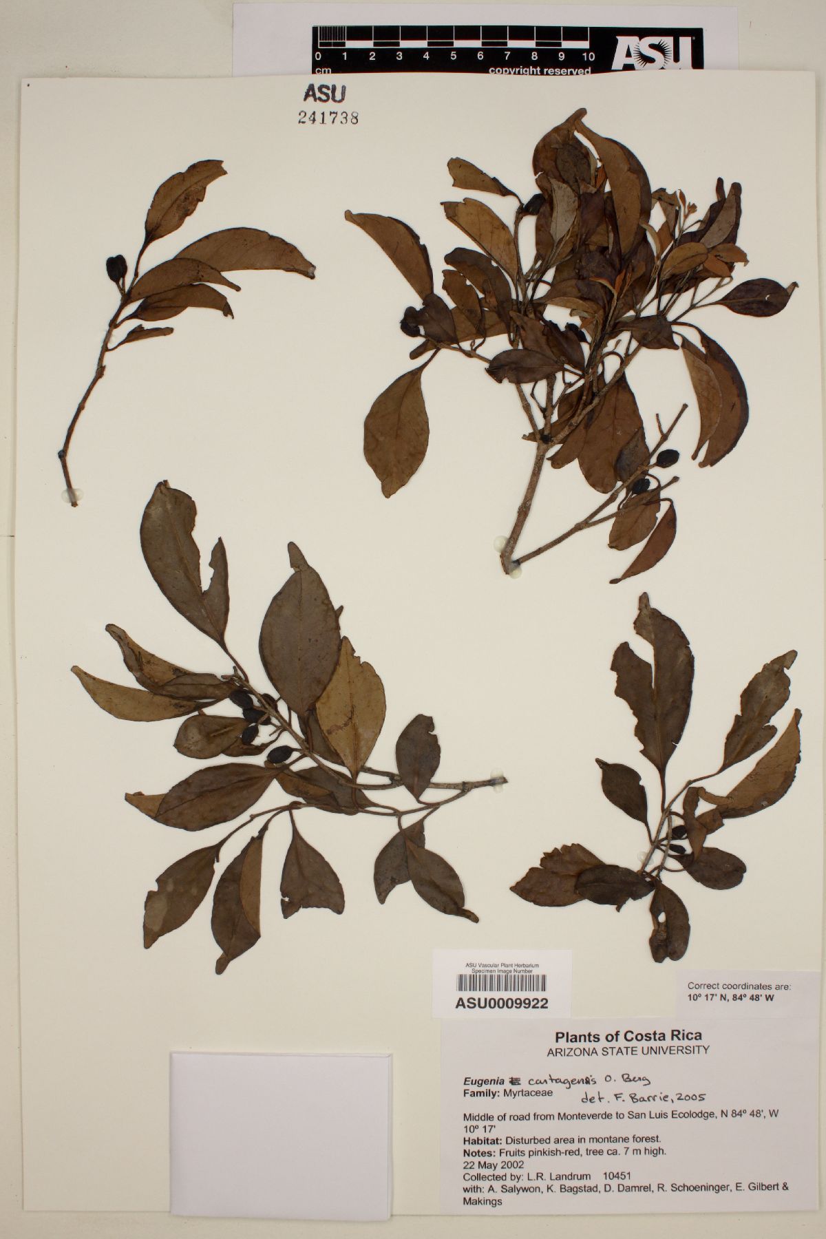 Eugenia cartagensis image