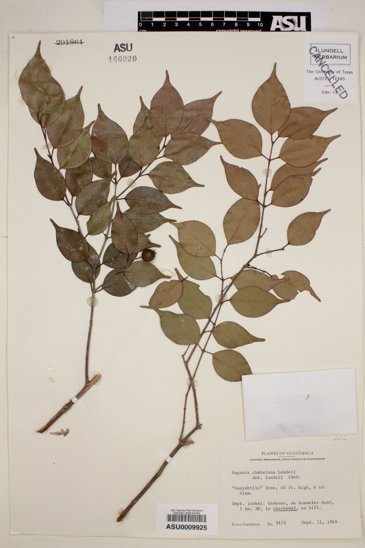 Eugenia chahalana image