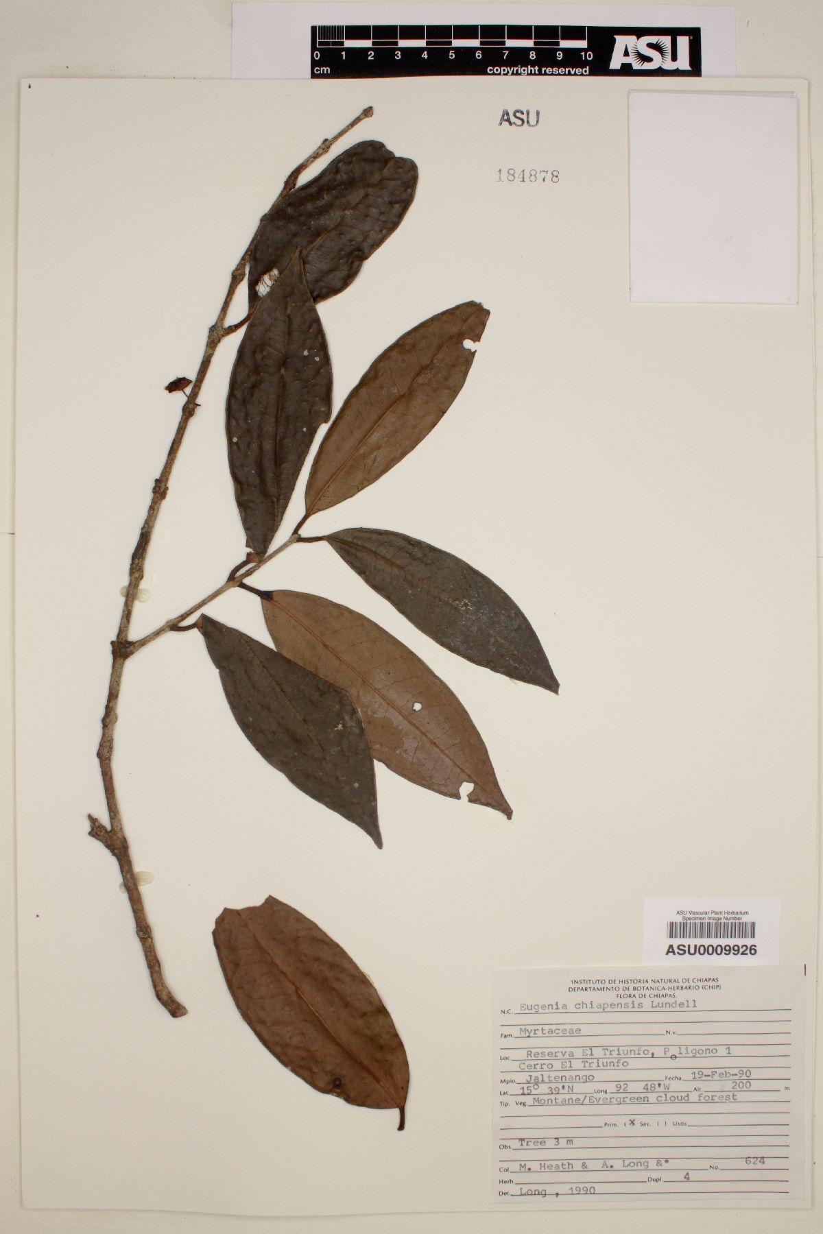 Eugenia chiapensis image