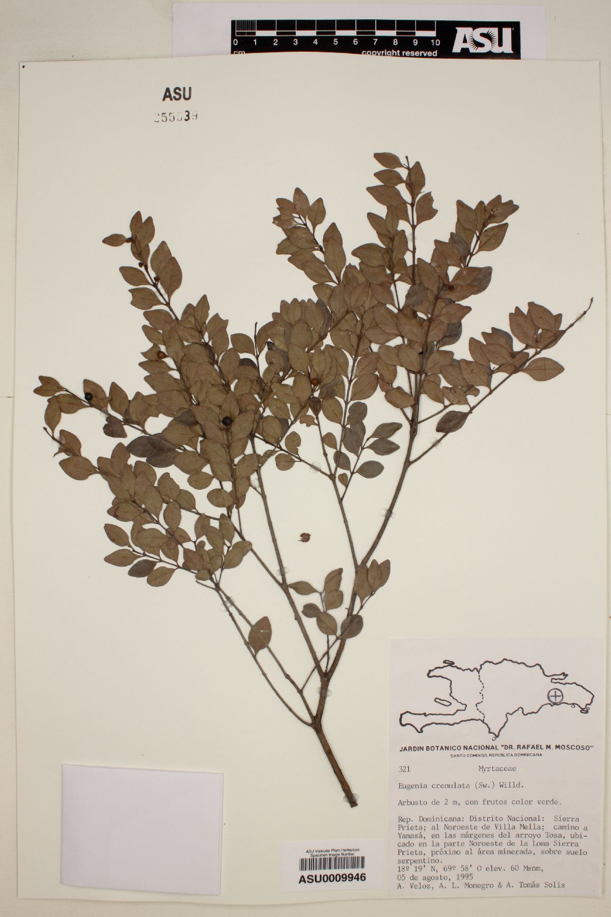 Eugenia crenulata image