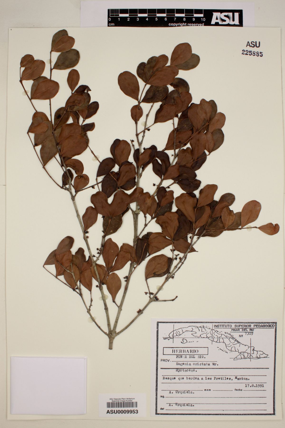 Eugenia cristata image