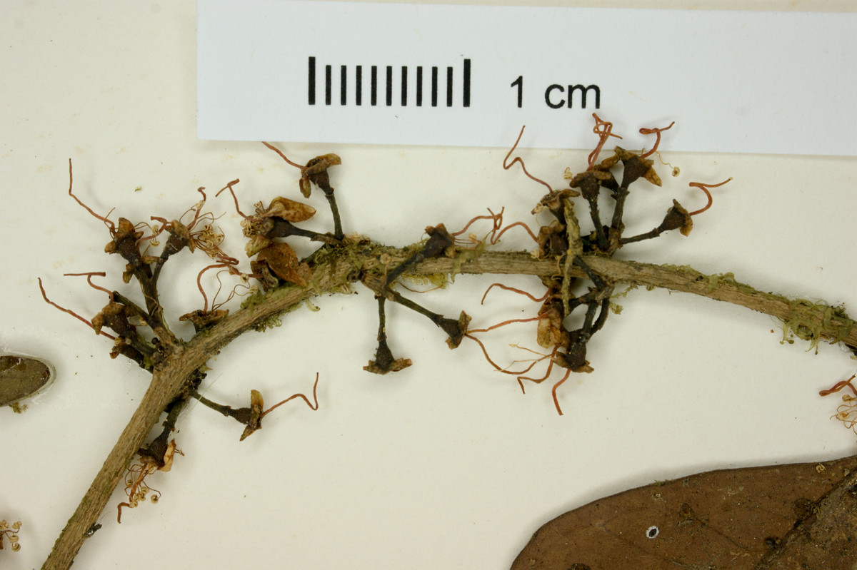 Eugenia culminicola image