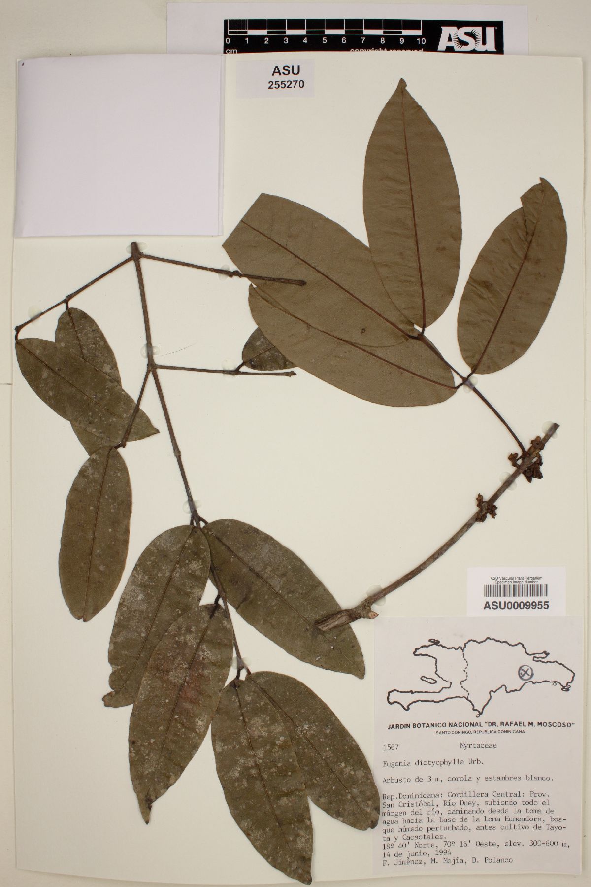 Eugenia dictyophylla image