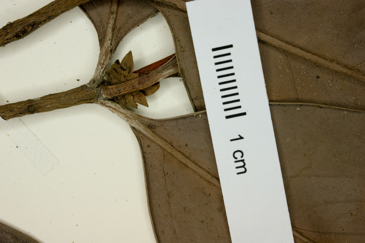 Eugenia dombeyana image