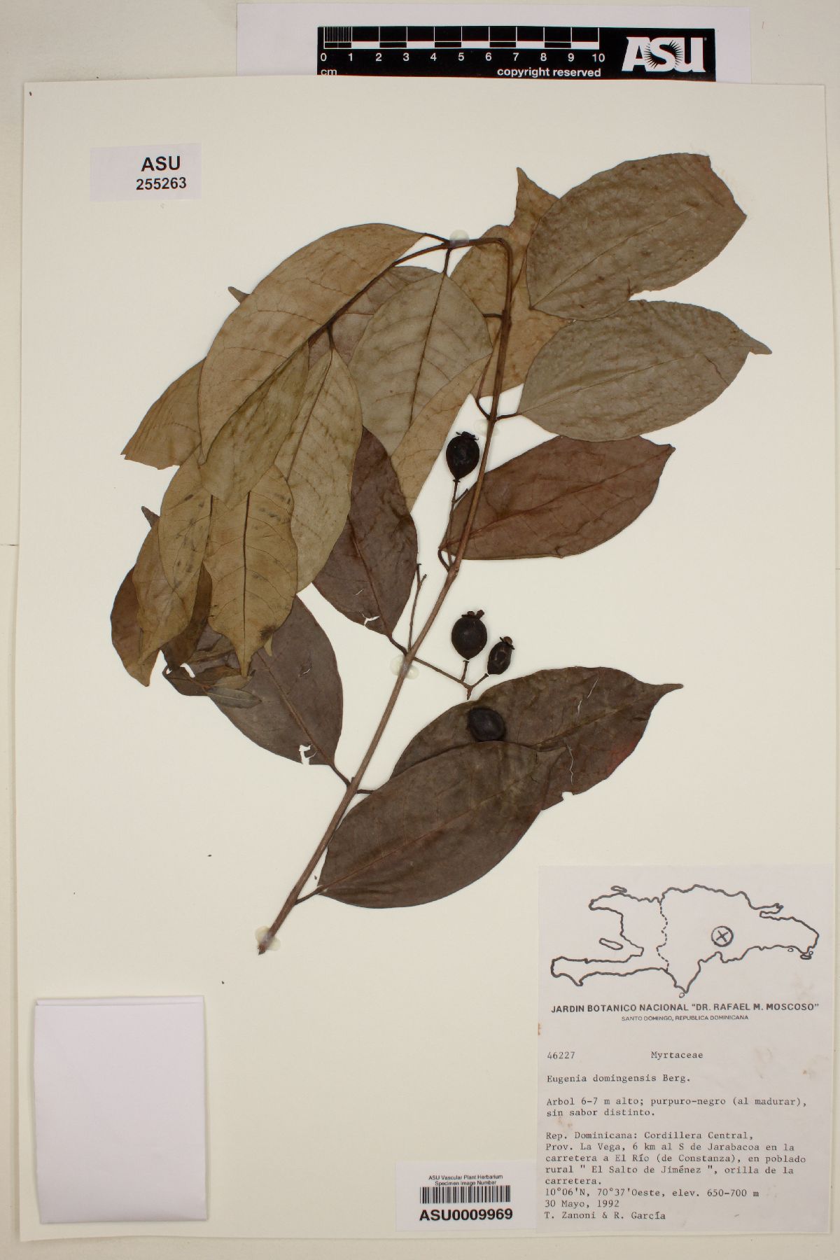 Eugenia domingensis image