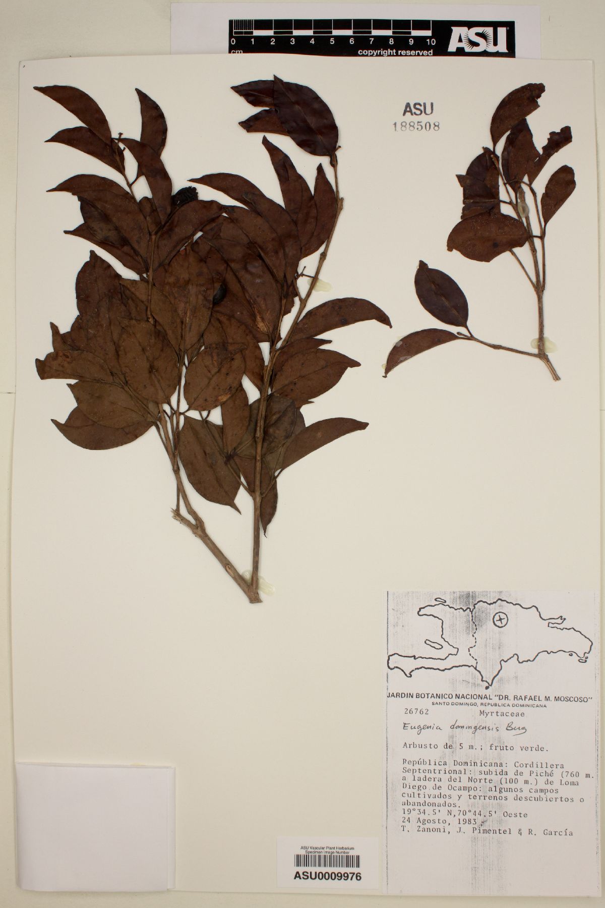 Eugenia domingensis image