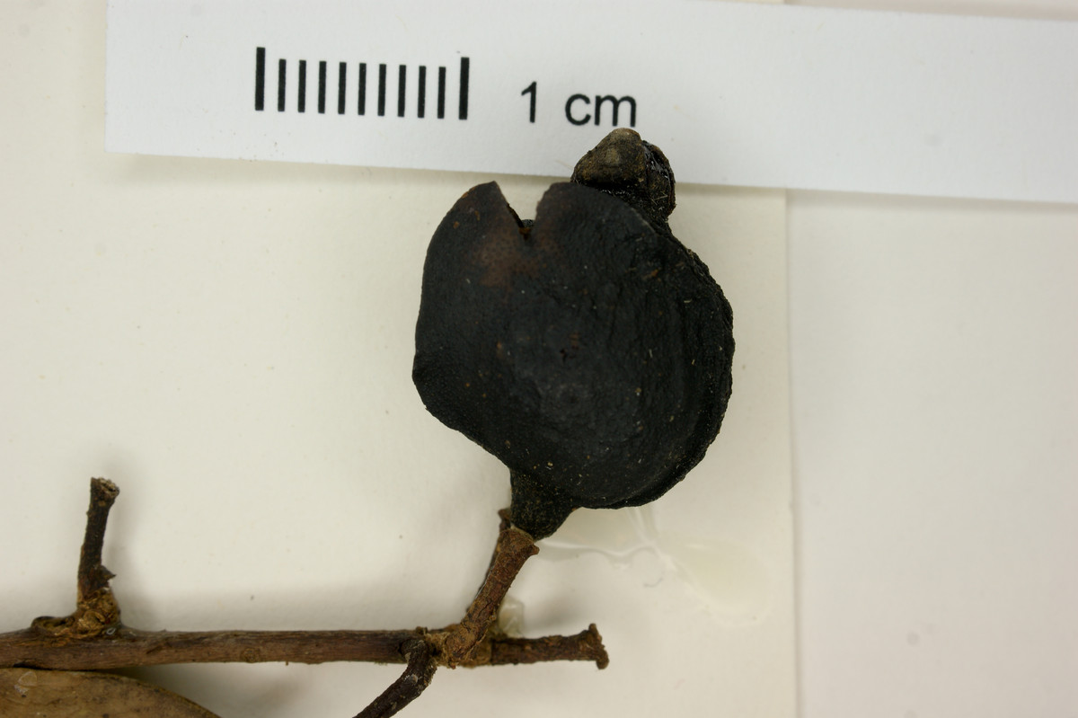 Eugenia eustipitata image
