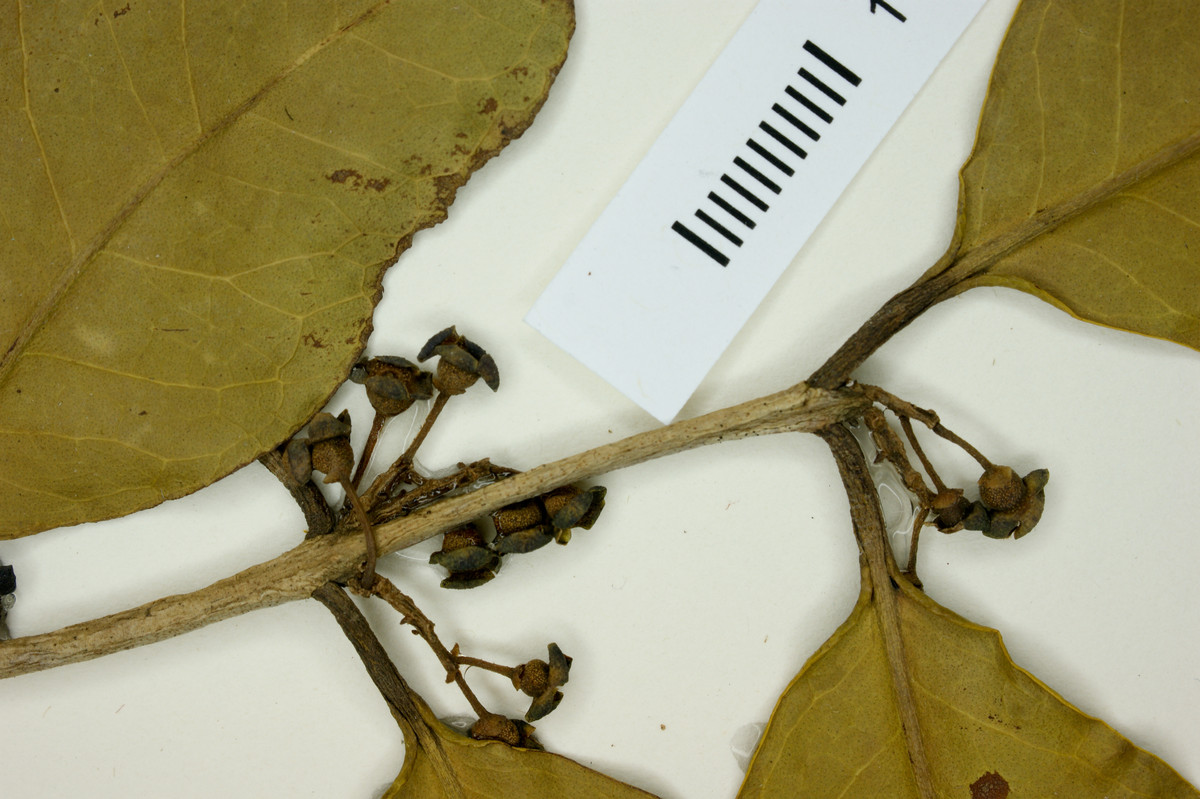 Eugenia farameoides image