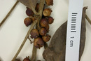 Eugenia farameoides image