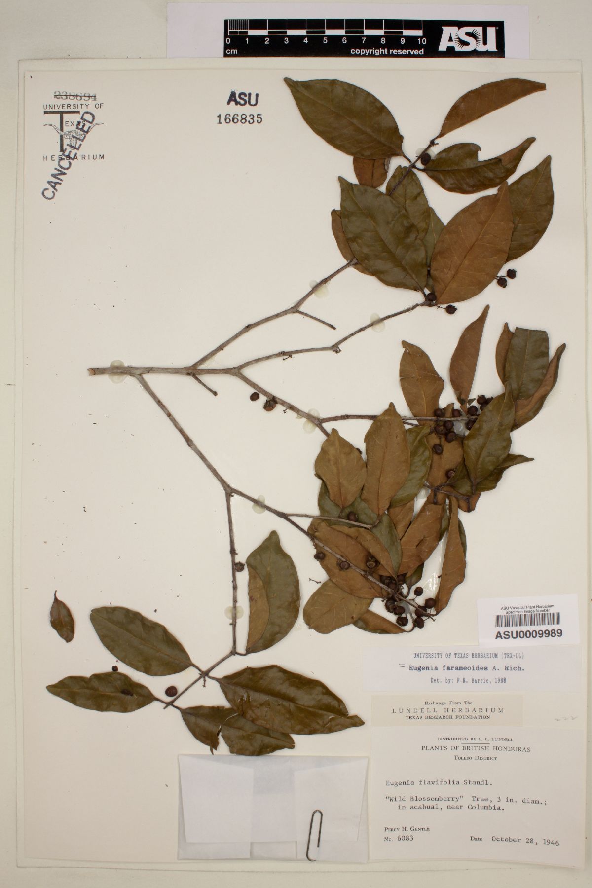 Eugenia farameoides image