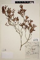 Eugenia foetida image