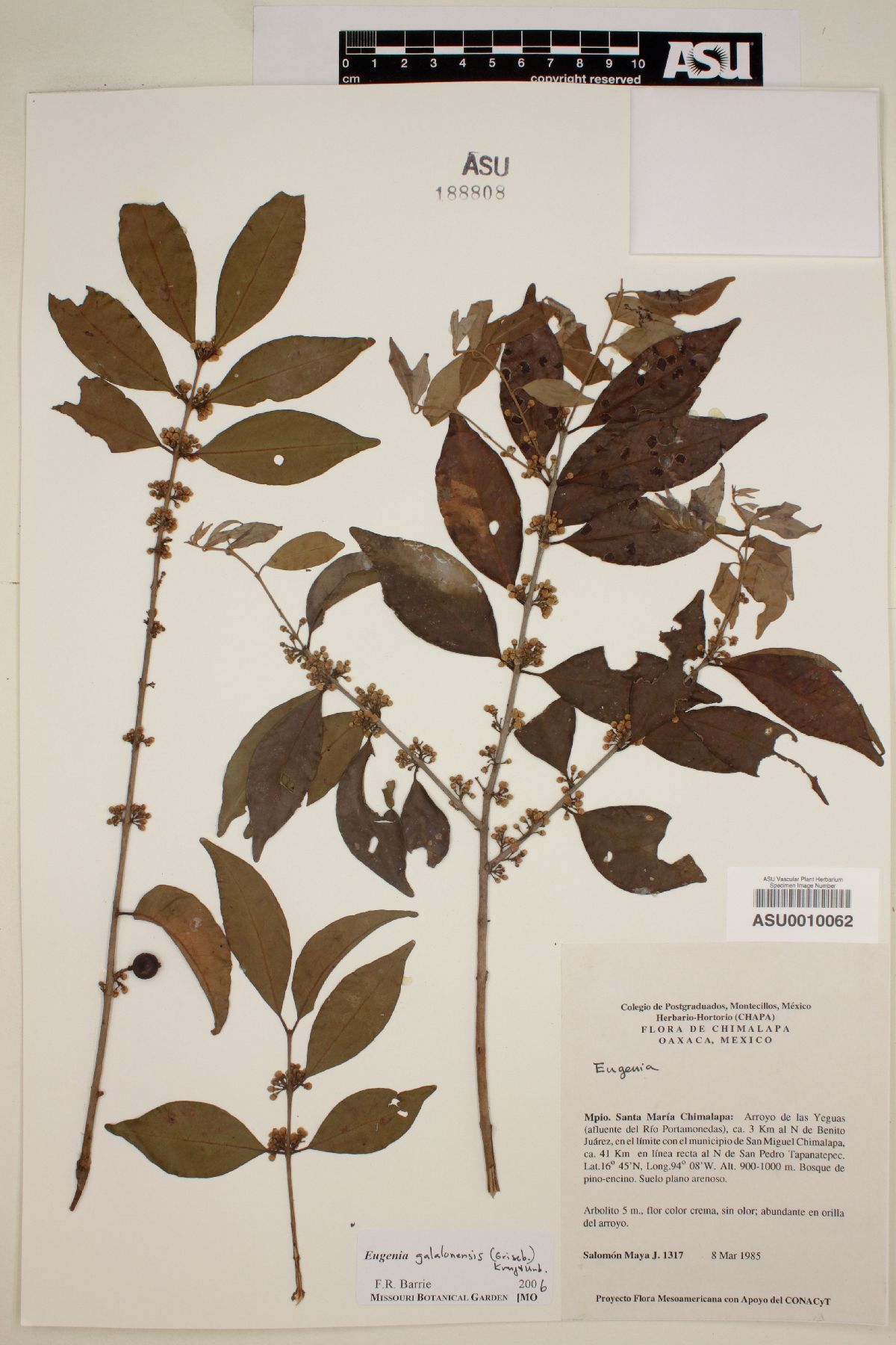 Eugenia galalonensis image