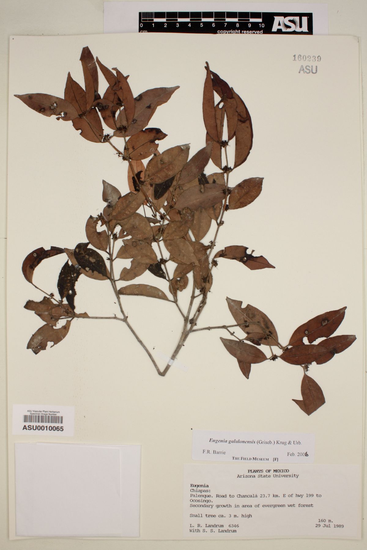 Eugenia galalonensis image