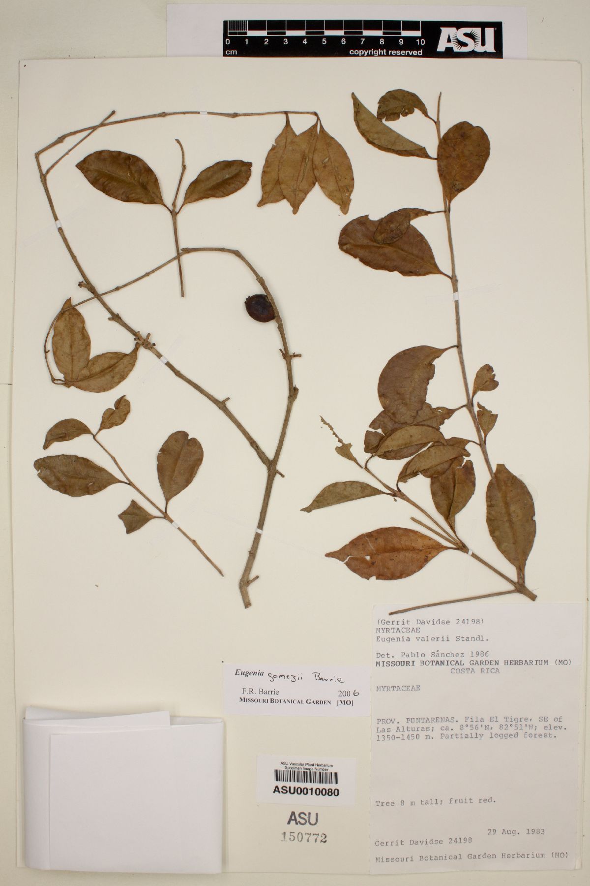 Eugenia gomezii image
