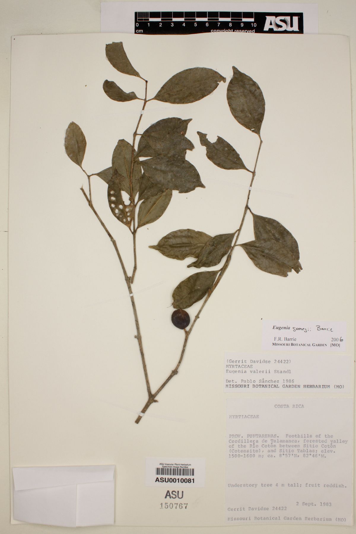 Eugenia gomezii image