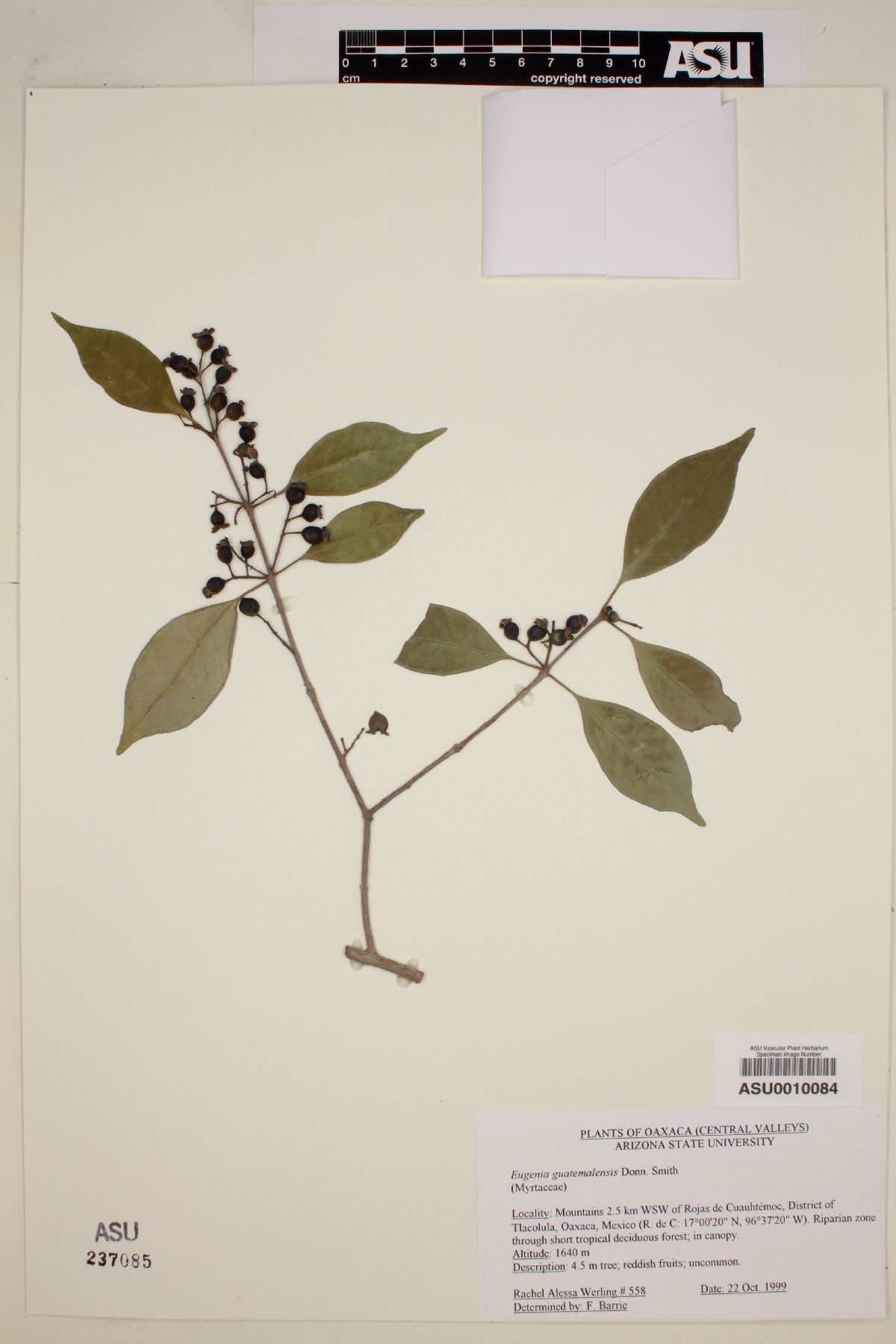 Eugenia guatemalensis image