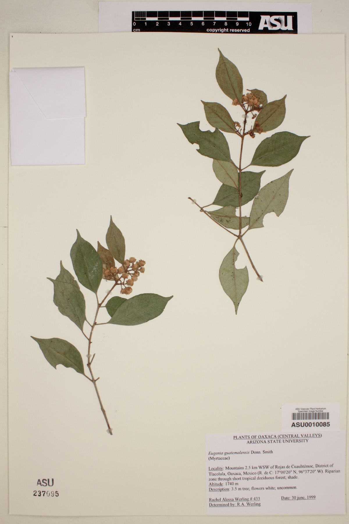 Eugenia guatemalensis image