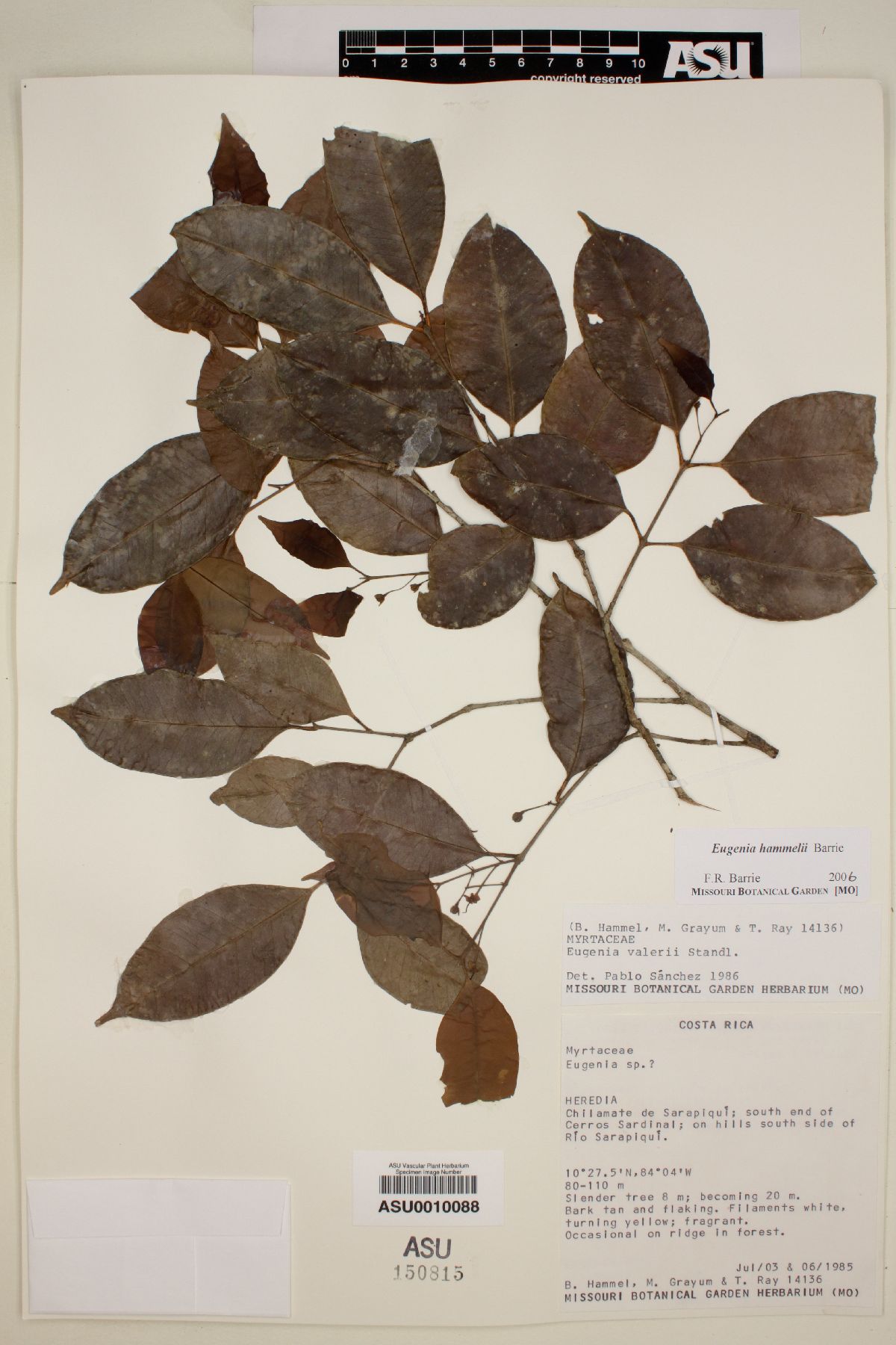 Eugenia hammelii image
