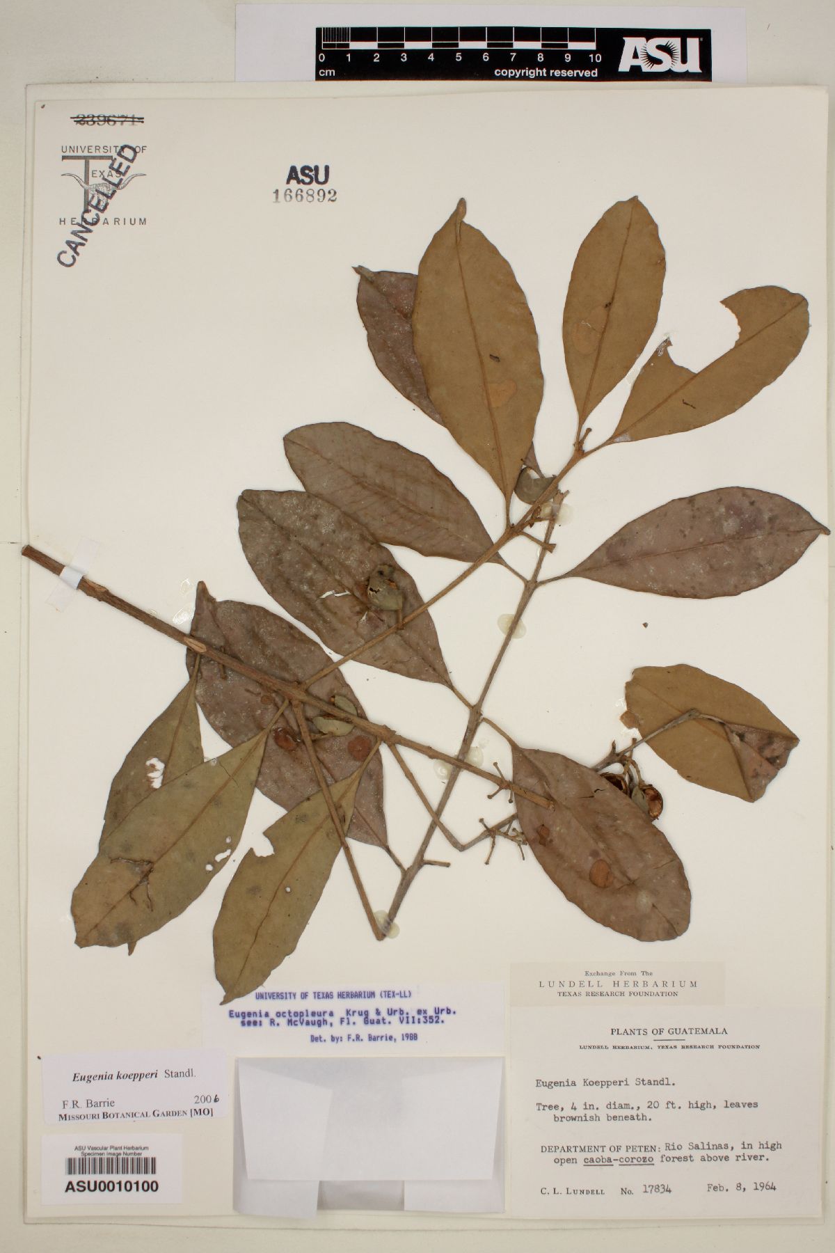 Eugenia koepperi image