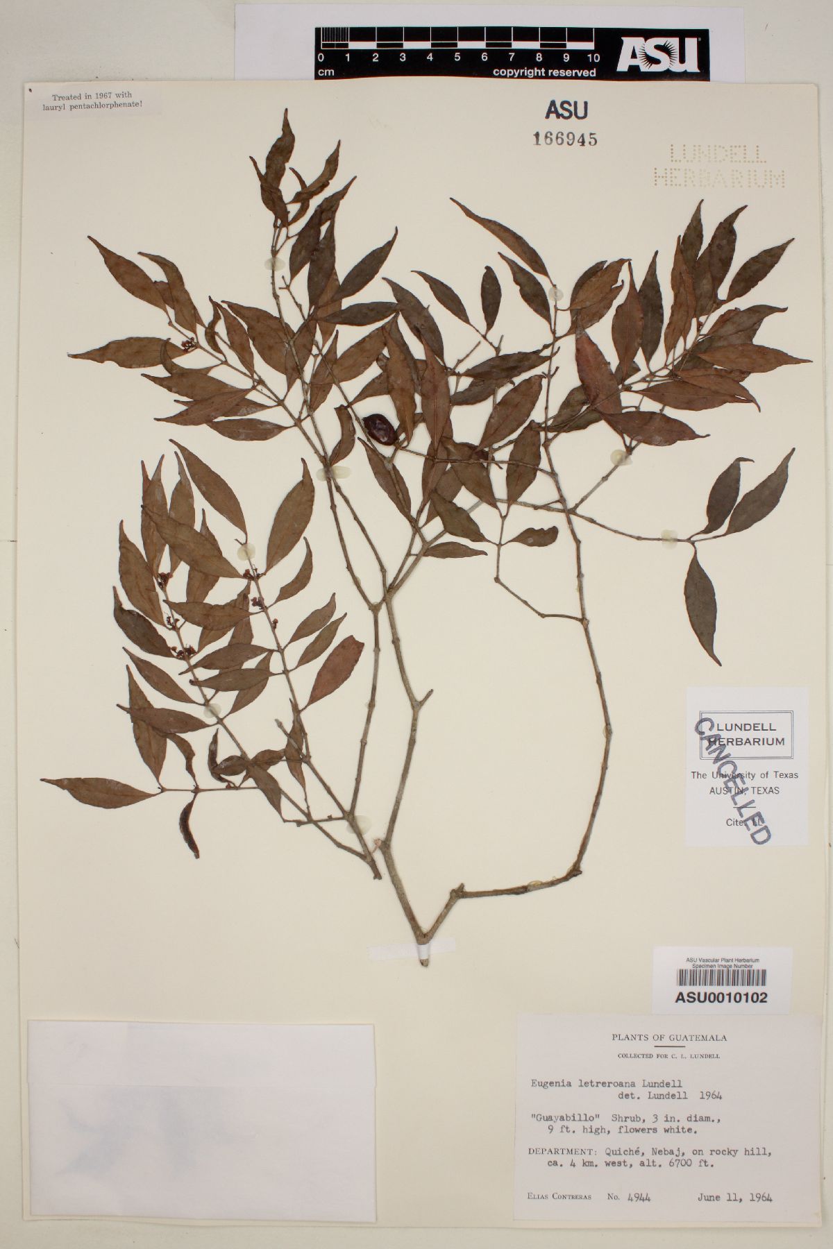 Eugenia letreroana image