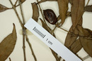 Eugenia letreroana image