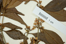 Eugenia letreroana image