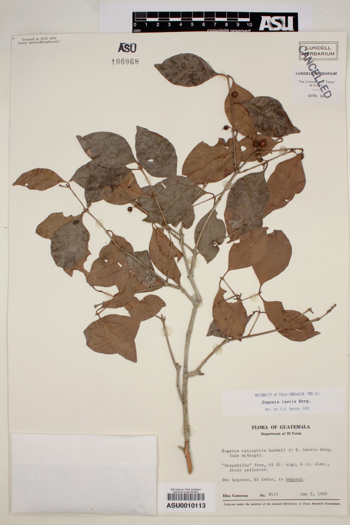 Eugenia laevis image