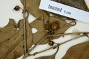 Eugenia laevis image