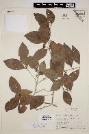 Eugenia laevis image